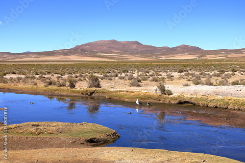 Birds at a small river at Altiplano in southern Bolivia