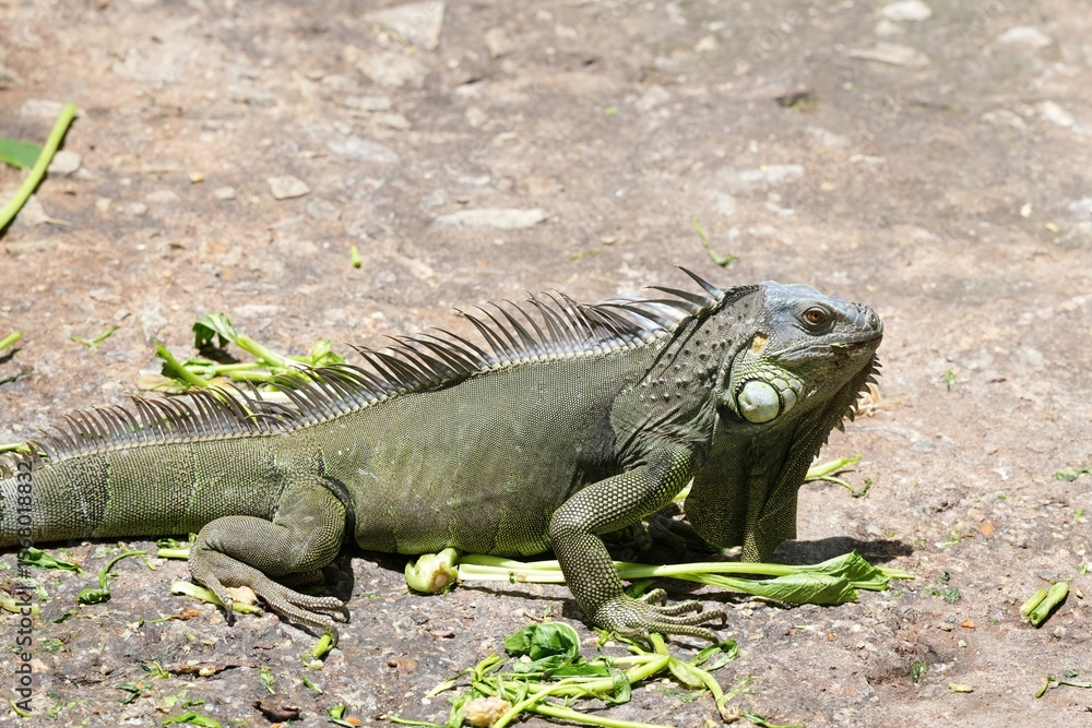 Iguana lizard is eating fresh vegetables deliciously. Iguana lizard is eating fresh vegetables deliciously.
