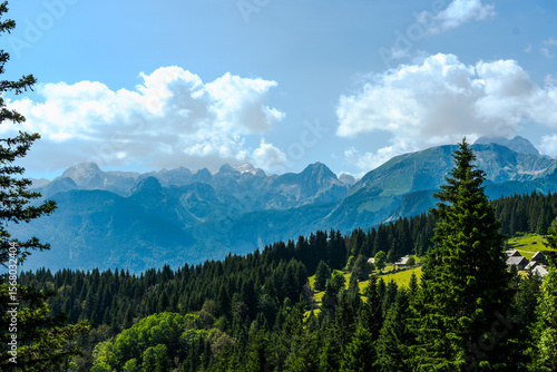Summer landscape on the Pokljuka Plateau, Triglav National Park. A dark spruce forest leads to sunny alpine meadows and scattered shepherd huts, with the craggy Julian Alps rising behind a blue sky of
