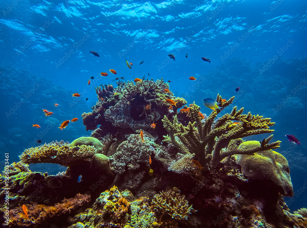 Fototapeta premium coral reef