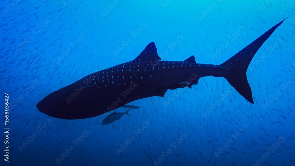 Obraz premium great white shark
