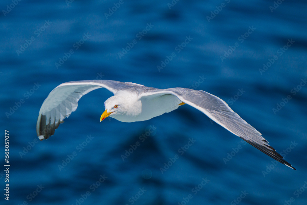 Obraz premium seagull in flight