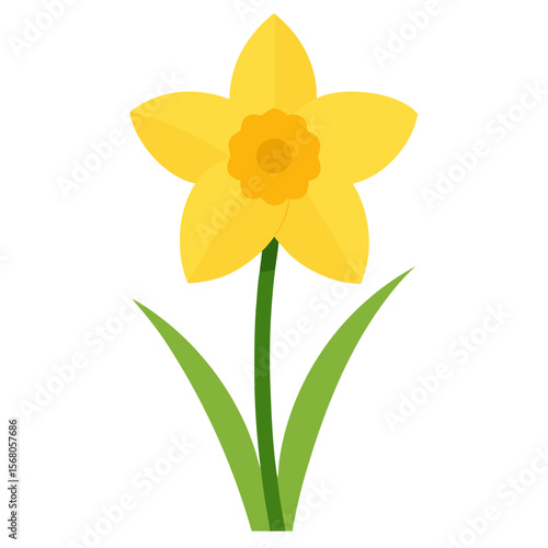 daffodils isolated on white background