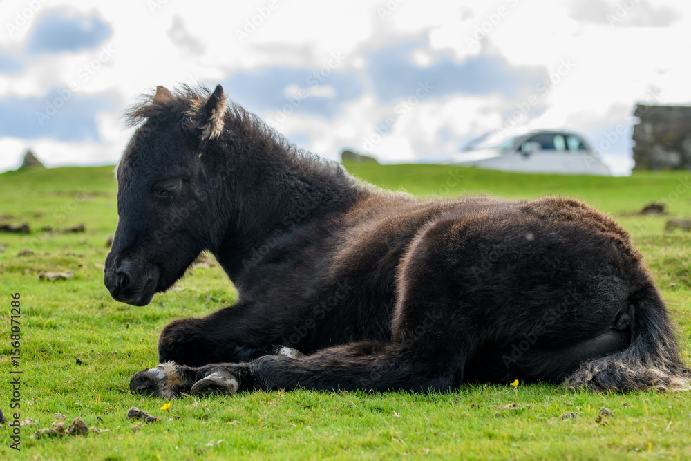 Fototapeta premium Dartmoor pony, horse of hardy breed, grazing on the national park moorland. This wild horse lives on the Devon heathland. Vertical capture.