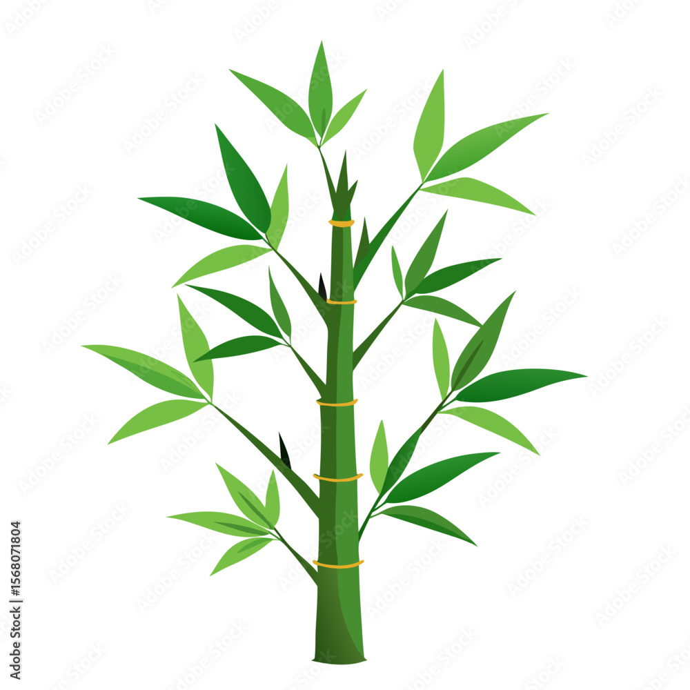 bamboo tree isolated on white bamboo tree isolated on white