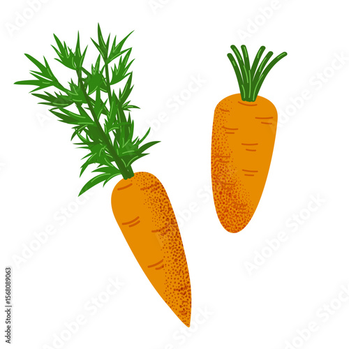 Orange carrots with green tops. Simple flat design with textured details for food, farming, and organic produce themes.