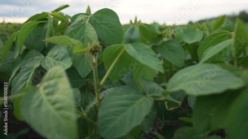 Wallpaper Mural field on farm. Close up of soybean seedlings in field. Healthy soybean plants growing on farm. Sustainable agriculture concept. Organic farming with soybean seedlings. Soybean field in sunlight. Torontodigital.ca