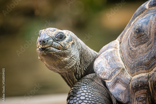 Portrait of Aldabra Giant Tortoise (Aldabrachelys gigantea on the islands of the Seychelles in the Indian Ocean, Chelonoidis niger