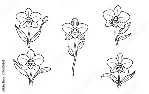 Delicate orchid flowers and buds line art illustration botanical