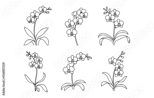 Orchid flowers and leaves line art floral botanical