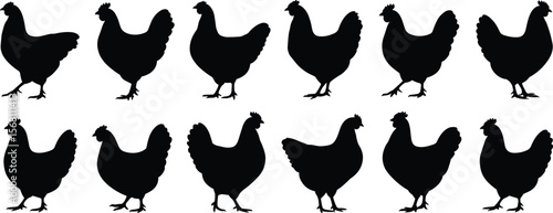 Chicken silhouette vector set, hen farm animal illustration, poultry outline collection, rural farming design, domestic bird graphic element flat vector illustration