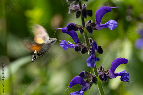 hummingbird hawkmoth (macroglossum stellatarum)hovering in front of the violet blossom of  the meadow clary or meadow sage (Salvia pratensis)