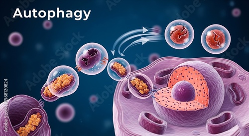 Detailed illustration of autophagy process within a cell showing cellular recycling and degradation