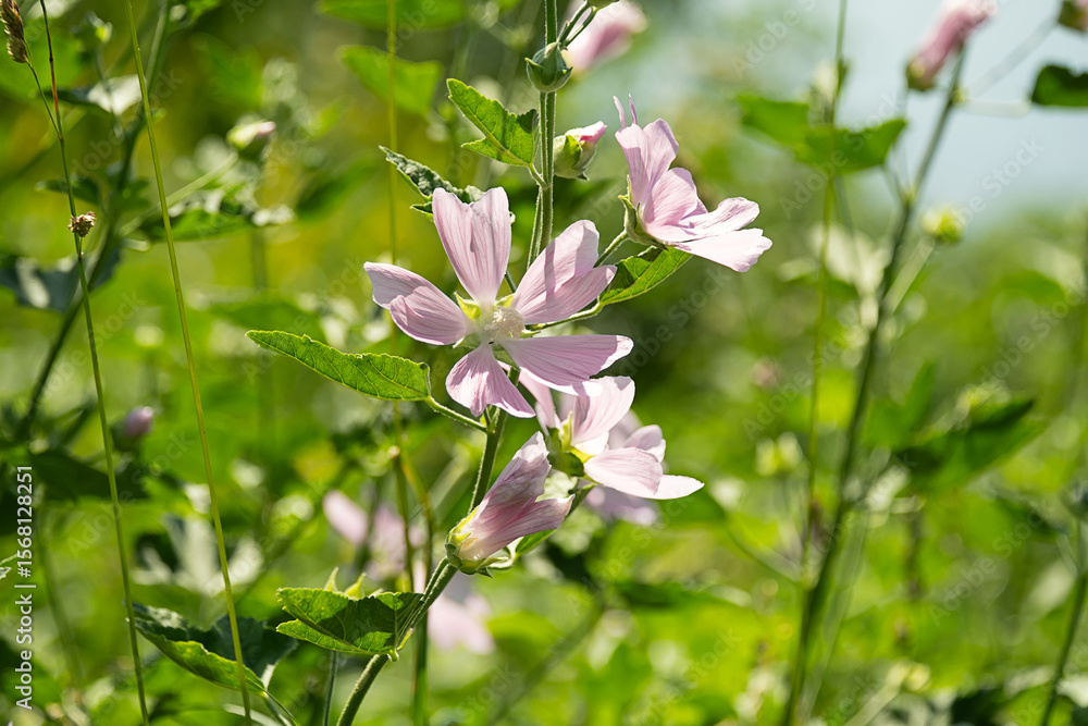Light pink mallow flower with green leaves in a summer field. Natural floral background. Light pink mallow flower with green leaves in a summer field. Natural floral background.