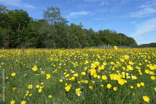 Wild blooms dancing at the forest’s edge.
