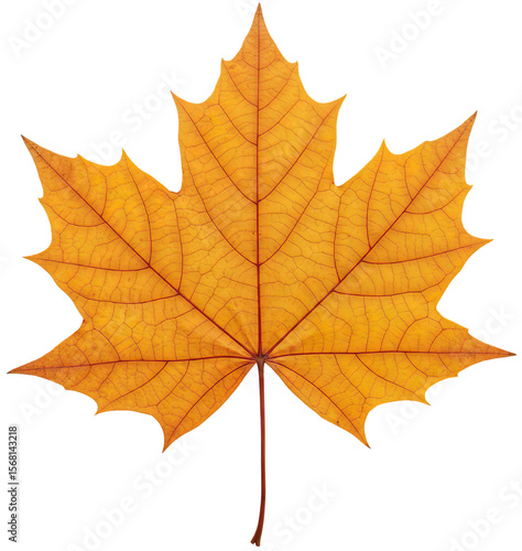 Wallpaper Mural Autumn Leaves, Acorn & Chestnut Illustration Set | Seasonal Nature Collection Torontodigital.ca