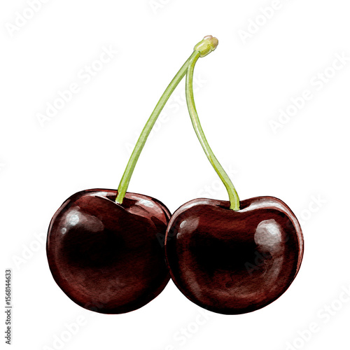 black cherry illustration