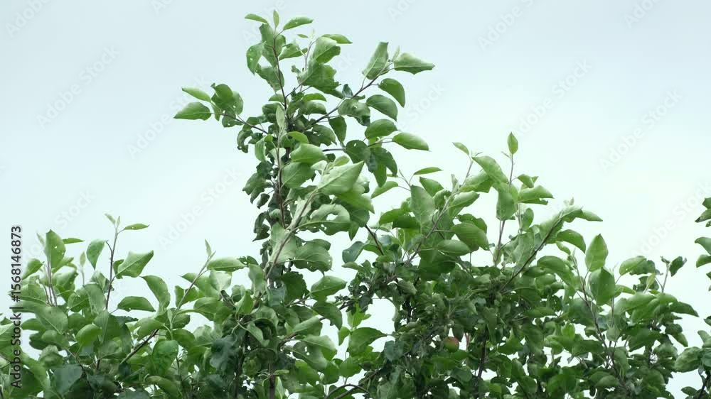 deciduous apple tree bends during strong wind deciduous apple tree bends during strong wind
