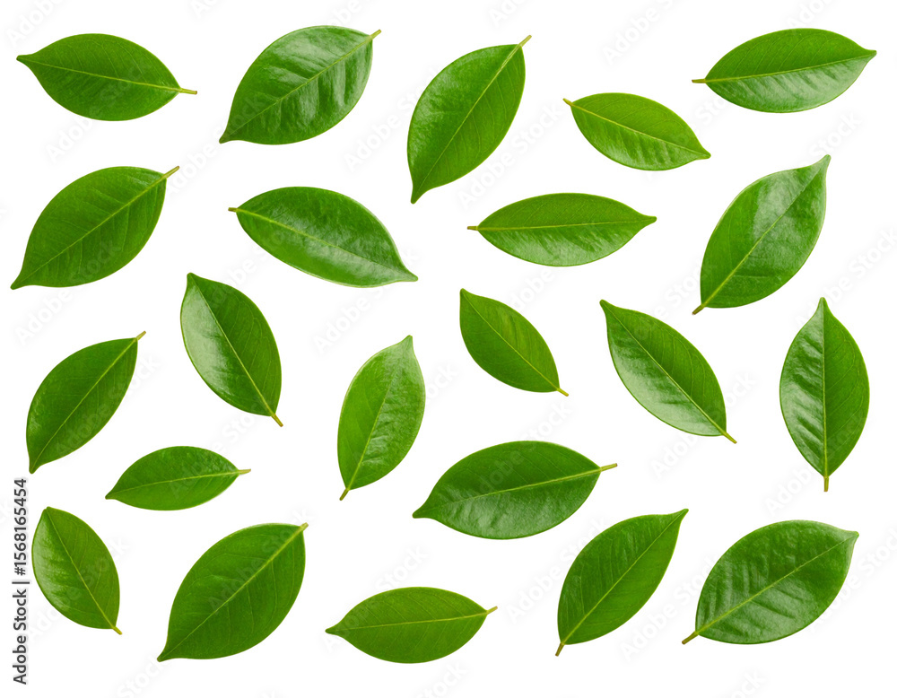 Balloons balloon Photo Overlays, Photography Overlays, clip art, clipart, png .jpg - Firefly_green betel leaf isolated on transparent background, Balloons balloon Photo Overlays, Photography Overlays, clip art, clipart, png .jpg - Firefly_green betel leaf isolated on transparent background,