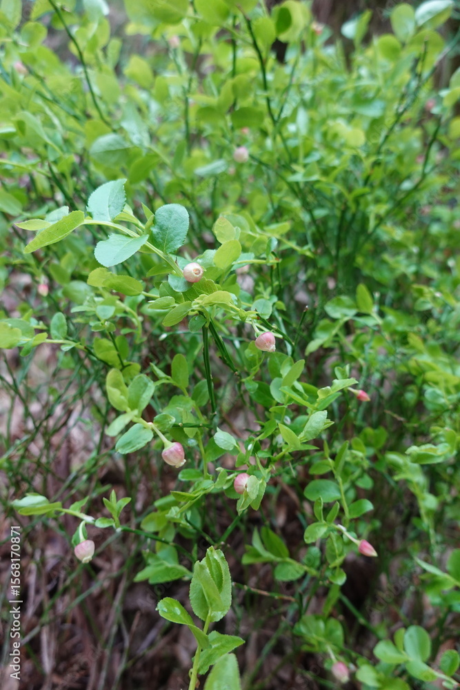Wild blueberry plant growing in the forest undergrowth Wild blueberry plant growing in the forest undergrowth