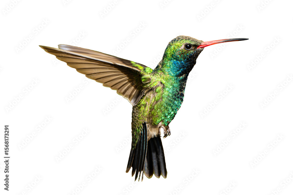 Fototapeta premium Broad-Billed Hummingbird (Cynanthus latirostris) Photo, in Flight Flashing His Colors, on a Transparent Isolated PNG Background