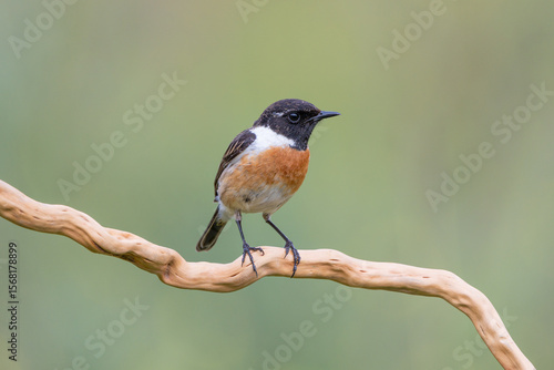 Tarabilla europea