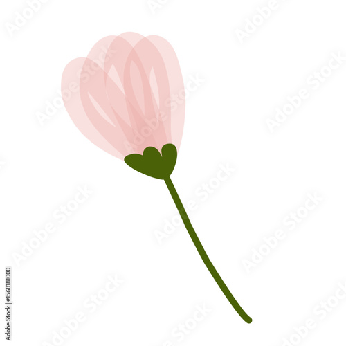 pink tulip isolated on white