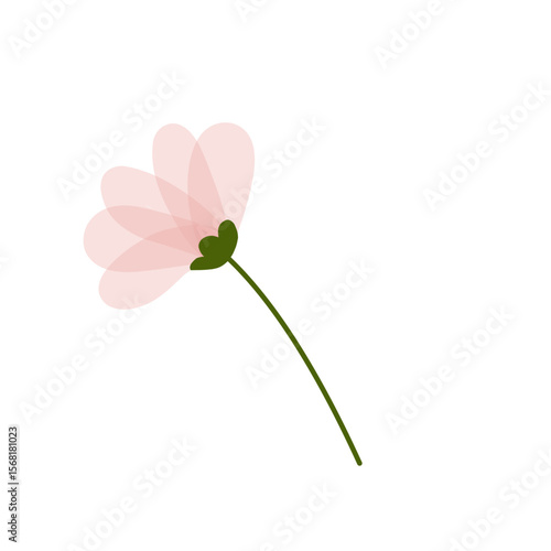 pink flower isolated on white background