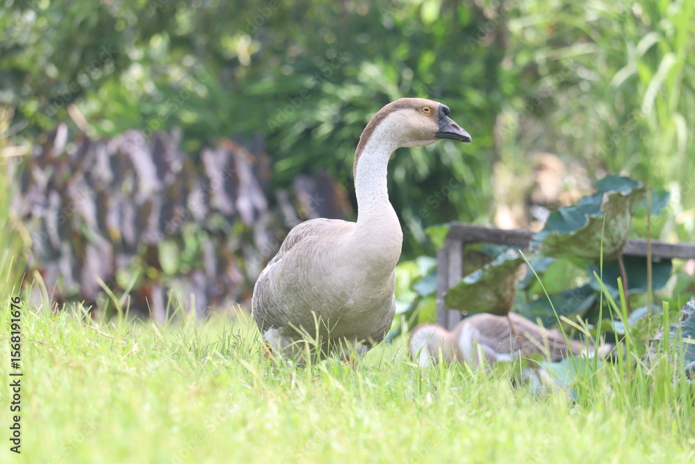 Obraz premium Goose in the Garden: A goose with an elegant neck and feathers of grey and white, stands gracefully among green grass, captured in a moment of peaceful solitude and charm in garden.