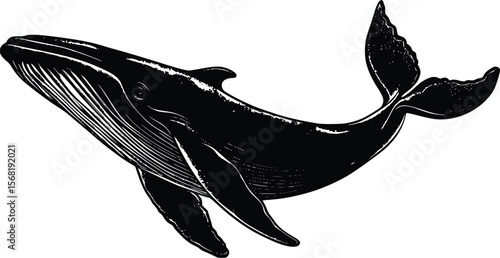 Elegant vector illustration: Humpback whale silhouette, ocean wildlife, dark art style.