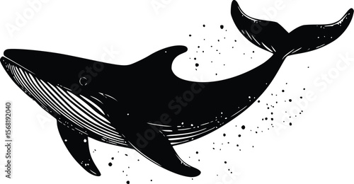 Elegant vector illustration: Ink drawing of a humpback whale