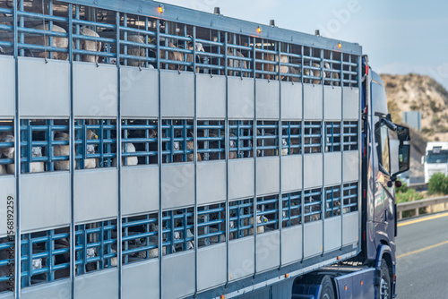 Wall Mural Side view of a livestock truck transporting sheep, driving on a highway