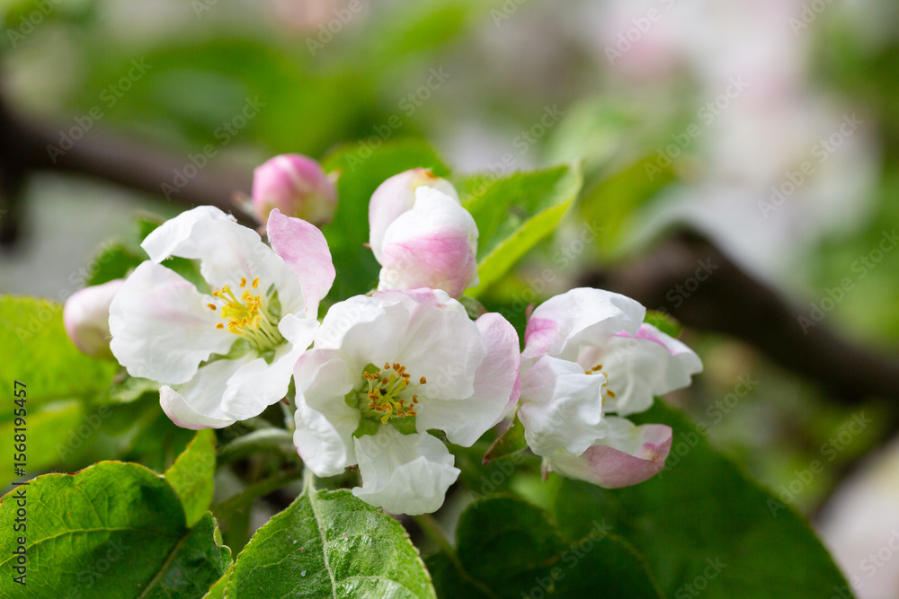 Obraz premium Flowering tree. Apple tree branch with flowers on a blurred background