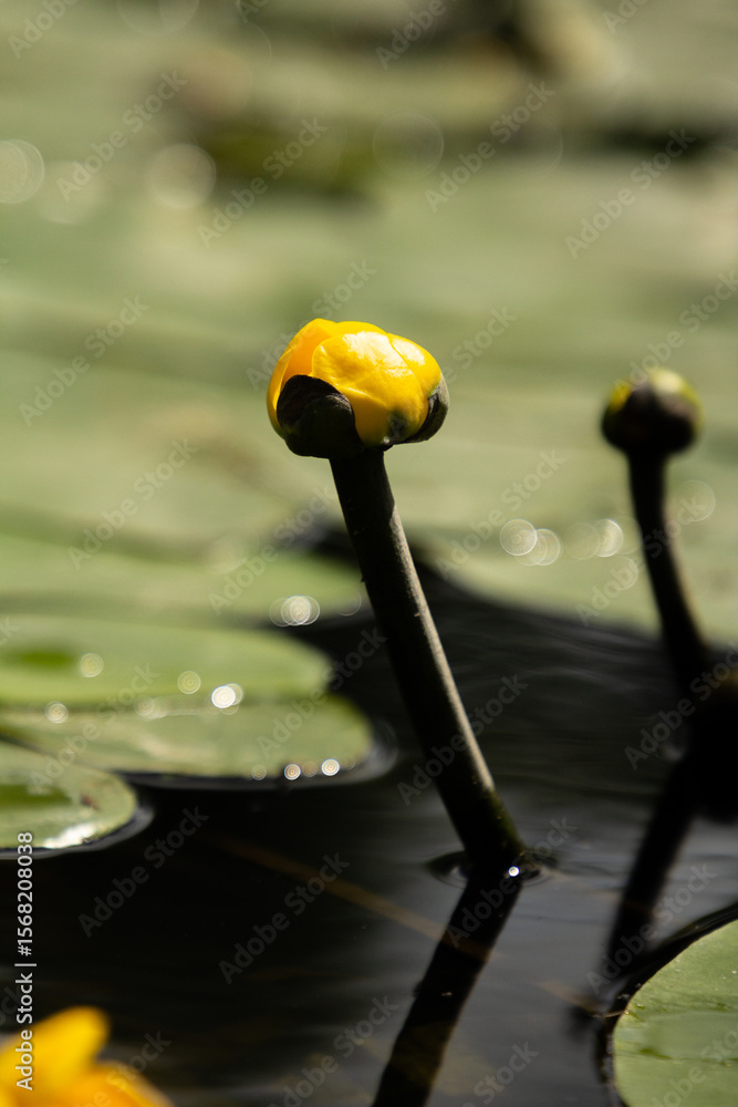 Close-Up of Nuphar Variegata (Yellow Water Lily) Close-Up of Nuphar Variegata (Yellow Water Lily)