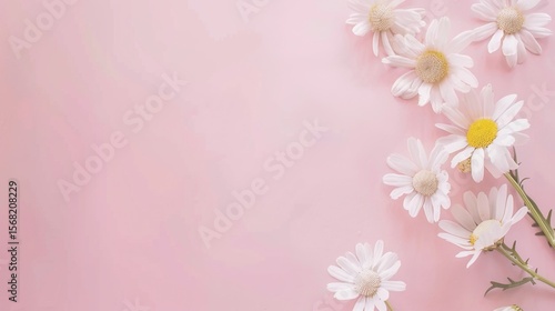 Minimalist White Daisy Chamomile on Pale Pink Background: Petal Contrast, Soft Aesthetic, and Floral Design Harmony