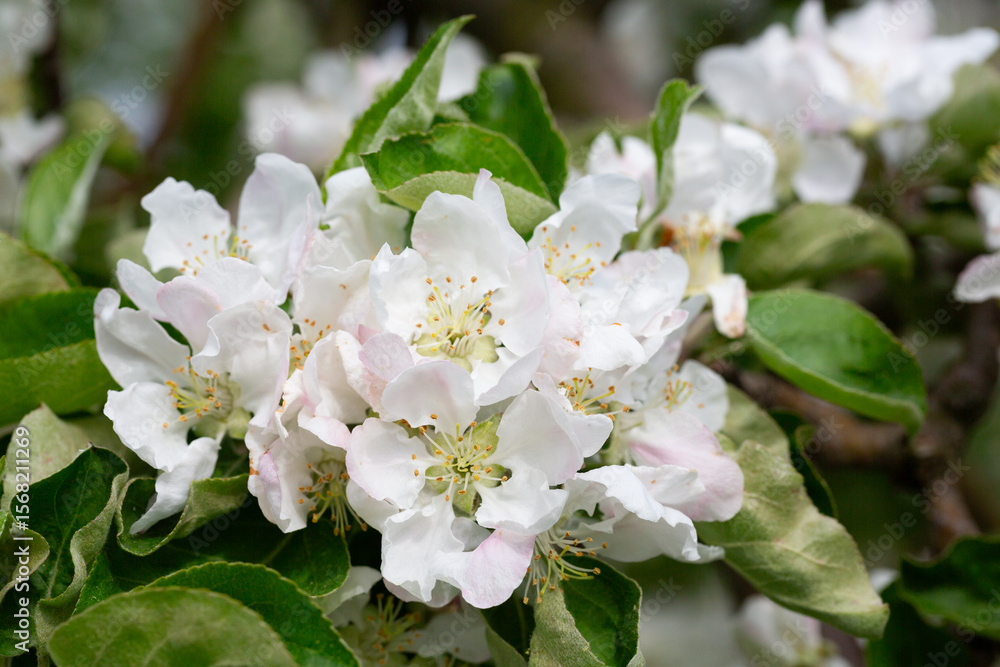Fototapeta premium Flowering tree. Apple tree branch with flowers on a blurred background