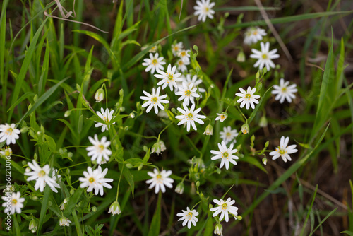 Stellaria holostea. delicate forest flowers of the chickweed, Stellaria holostea or Echte Sternmiere. floral background. white flowers on a natural background. close-up, macro photo