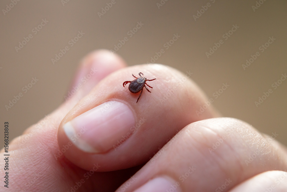 Obraz premium a tick crawls mite on a person's arm, close-up, macro