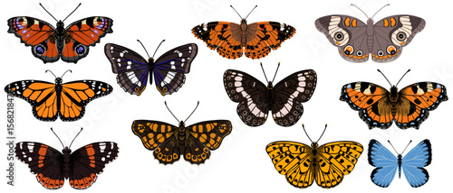 vector drawing set of butterflies isolated at white background, natural elements, insects, hand drawn illustration
