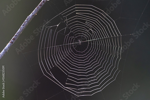Tela de araña.