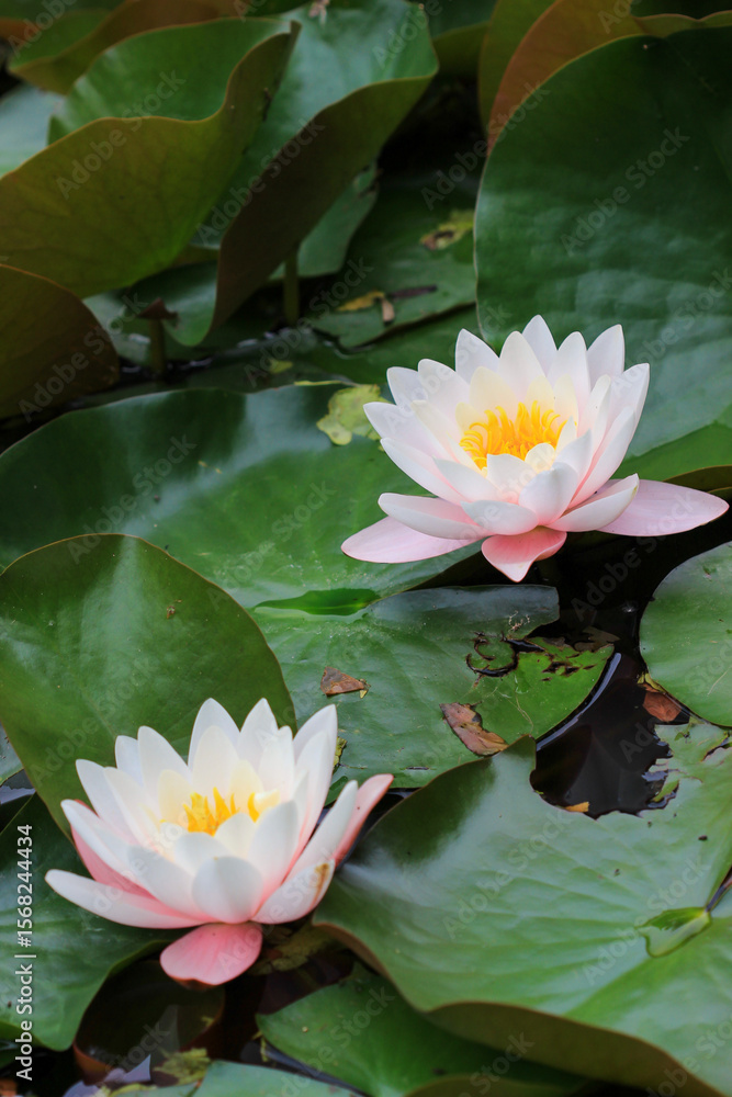 Fototapeta premium Pink and white water lilies on the lake surface