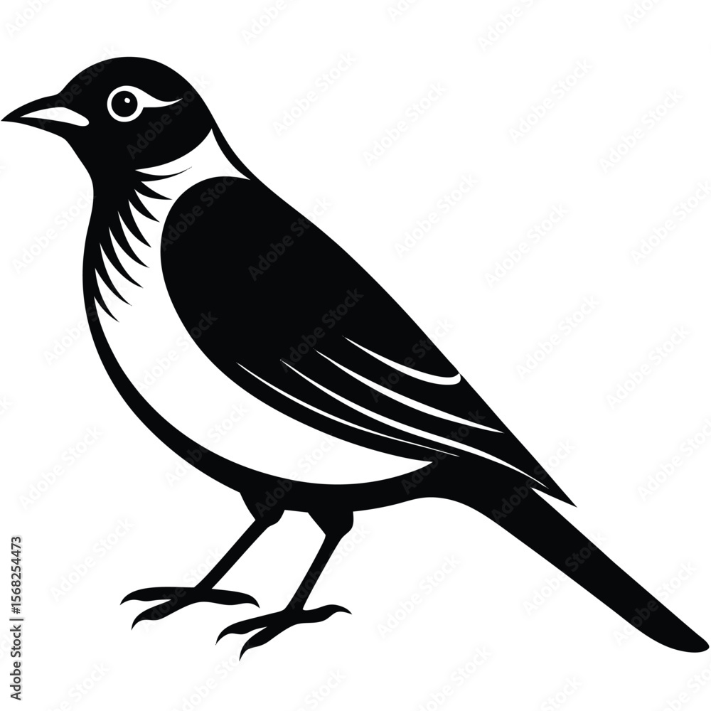 Fototapeta premium Bohemian Waxwing single vector shilhouette 