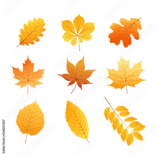 A collection of nine different autumn leaves in a flat and simple style. The leaves, in warm yellow and orange shades, include maple, oak, chestnut, and other varieties