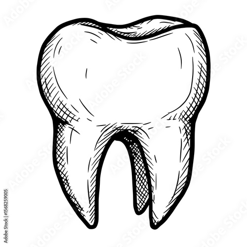 Dental Elegance: A detailed line art illustration showcasing the immaculate form and structure of a molar tooth.