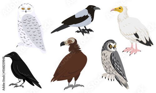 vector drawing predatory birds, hand drawn birds of prey, isolated nature design elements