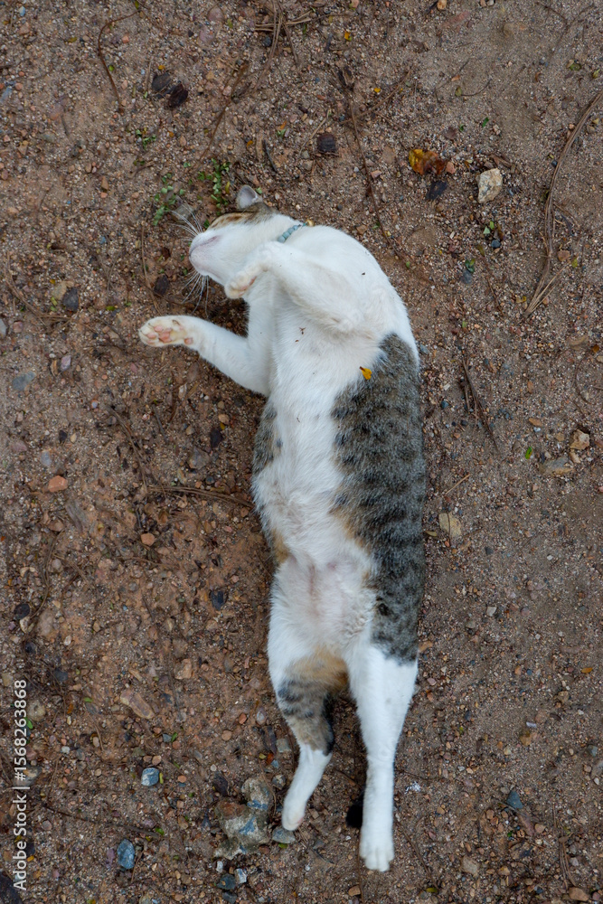 Obraz premium cat on the ground