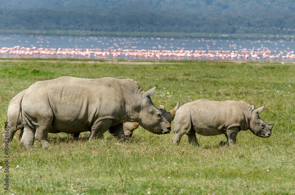 Obraz premium rhinoceros blanc, adulte et jeune, Ceratotherium simum , parc national du lac Nakuru , vallée du Rift, Kenya