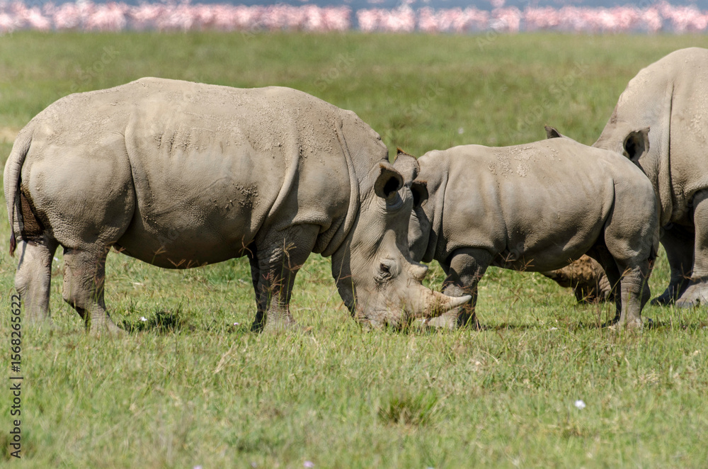 Obraz premium rhinoceros blanc, adulte et jeune, Ceratotherium simum , parc national du lac Nakuru , vallée du Rift, Kenya