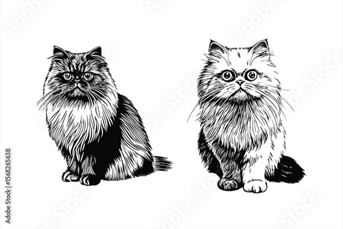 Fluffy persian cats are sitting and looking forward, isolated on white background
