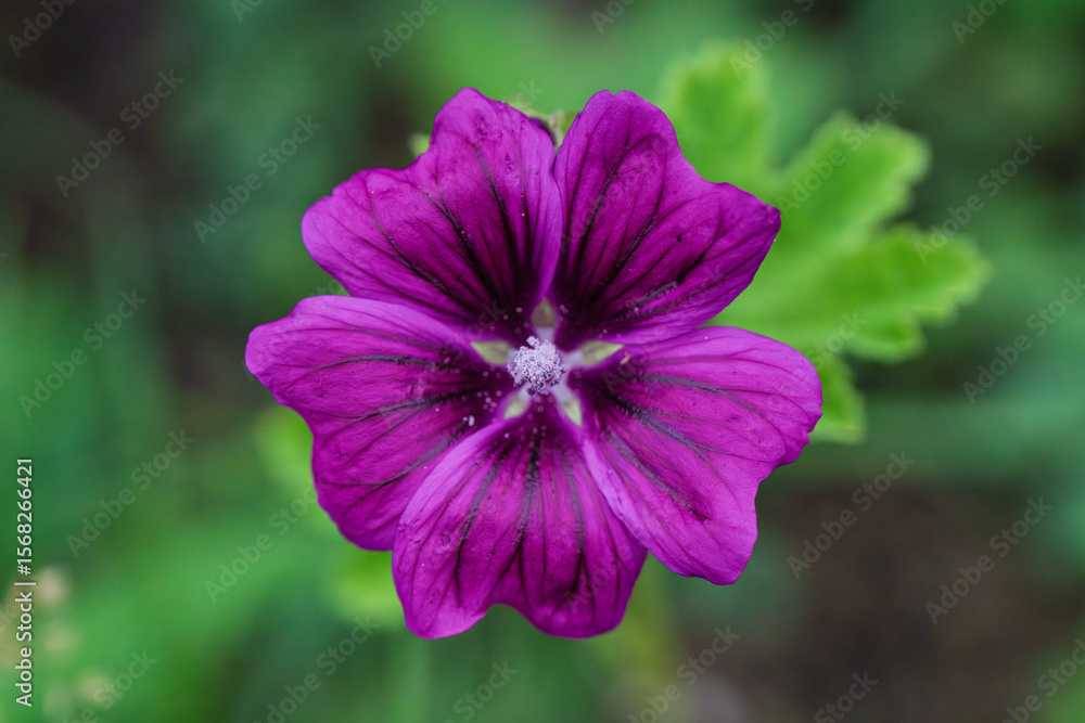 A Vibrant Purple Flower Nestled in Natures Embrace Amidst the Beauty of the Outdoors A Vibrant Purple Flower Nestled in Natures Embrace Amidst the Beauty of the Outdoors